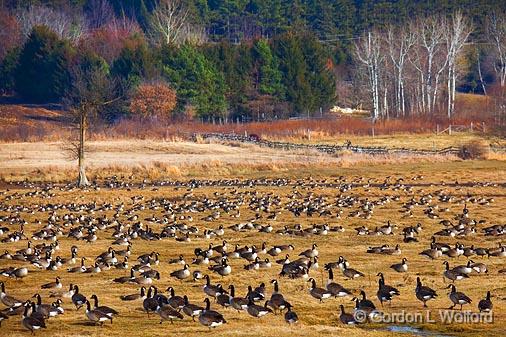 Field Of Geese_11225.jpg - Canada Geese (Branta canadensis) photographed near Ottawa, Ontario - the capital of Canada.